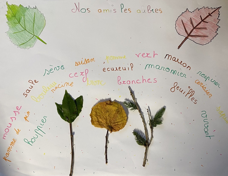 Affiche - champ lexical du mot arbre