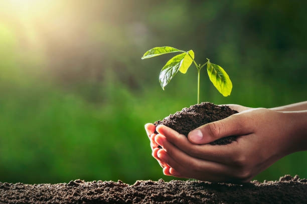 Lire la suite à propos de l’article Plantons des arbres