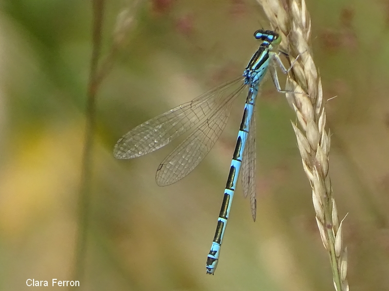 Agrion mignon