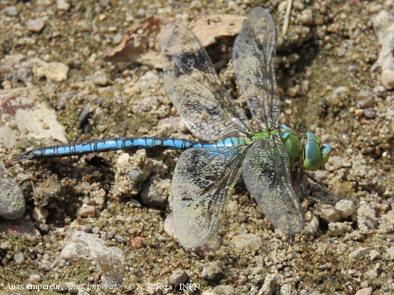 Anax empereur