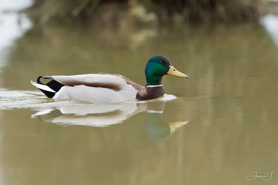 Canard colvert