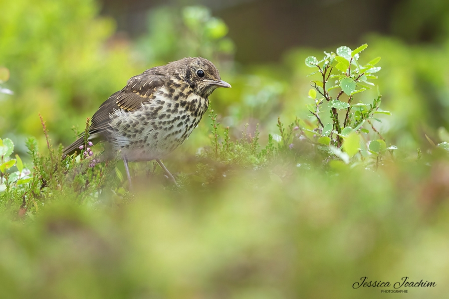Grive musicienne