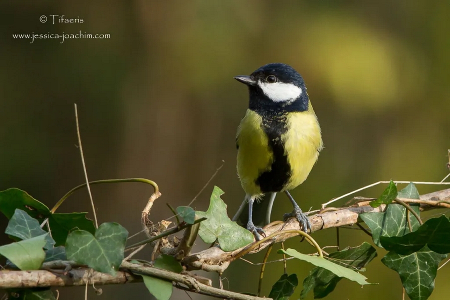 Mésange charbonnière