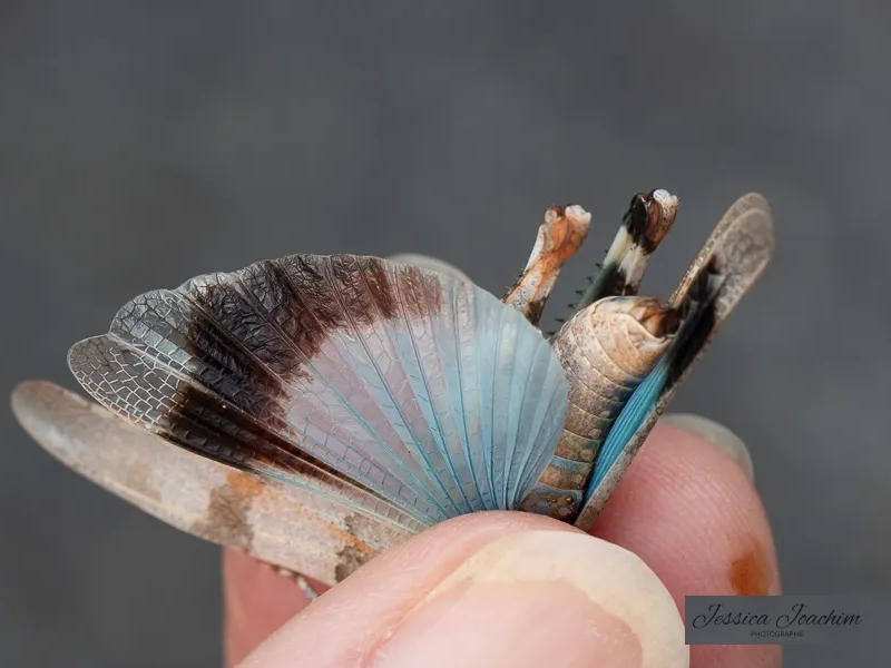Œdipode turquoise, ailes postérieures