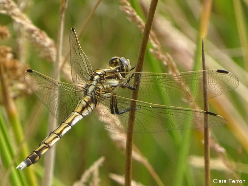 Orthetrum à stylets blancs femelle