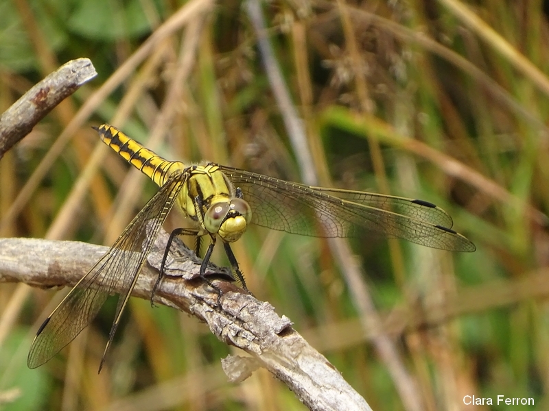 Orthetrum réticulé femelle
