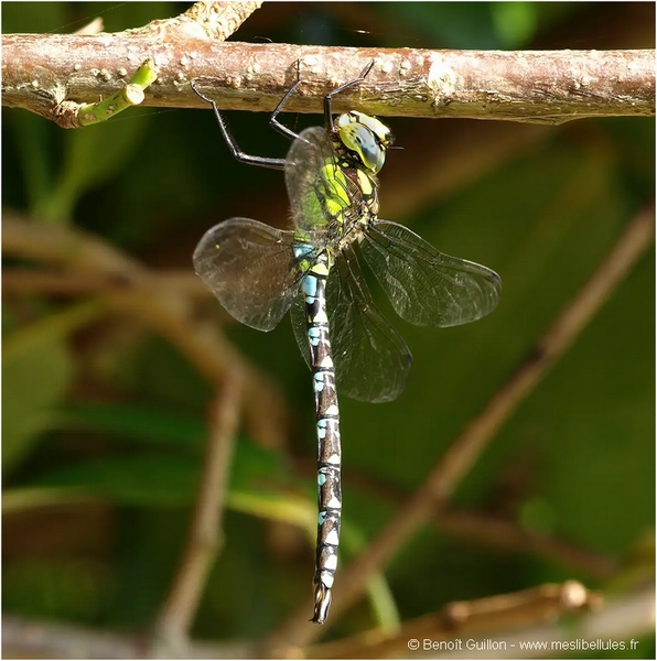 Aeschne bleue