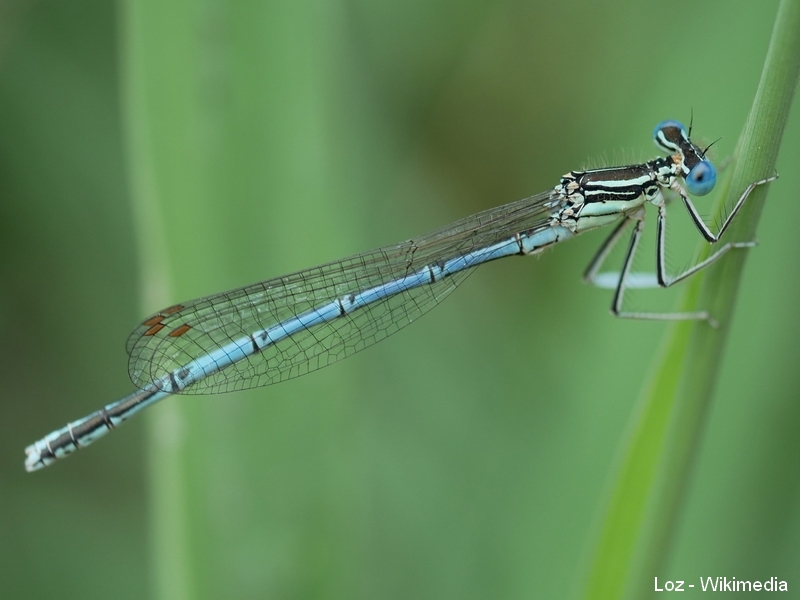 Agrion à larges pattes