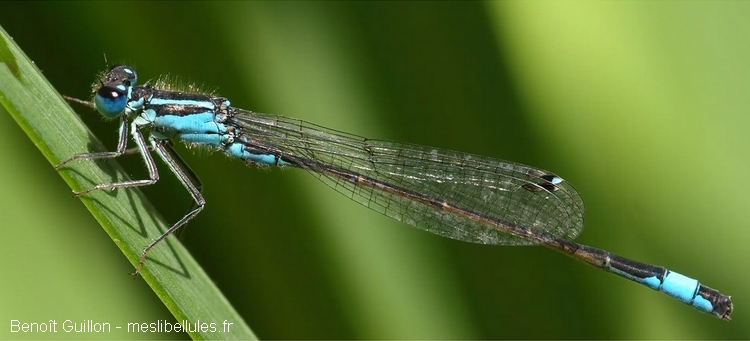Agrion élégant