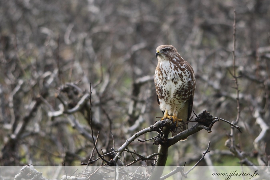 Buse variable