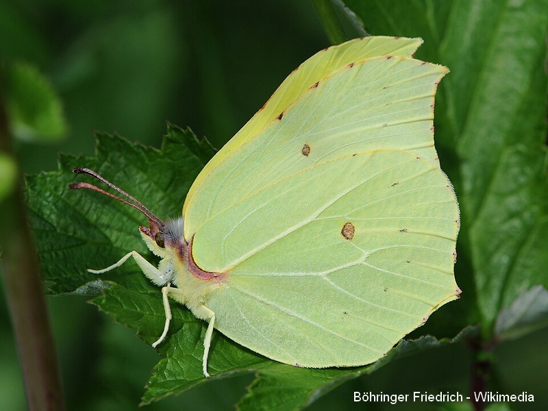 Citron