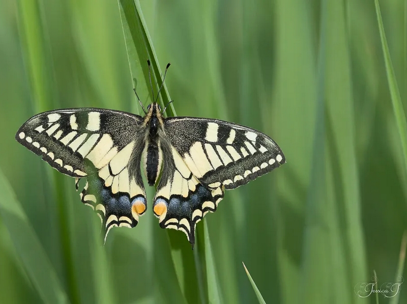 Machaon
