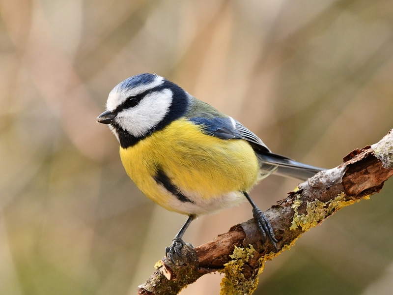 Mésange bleue