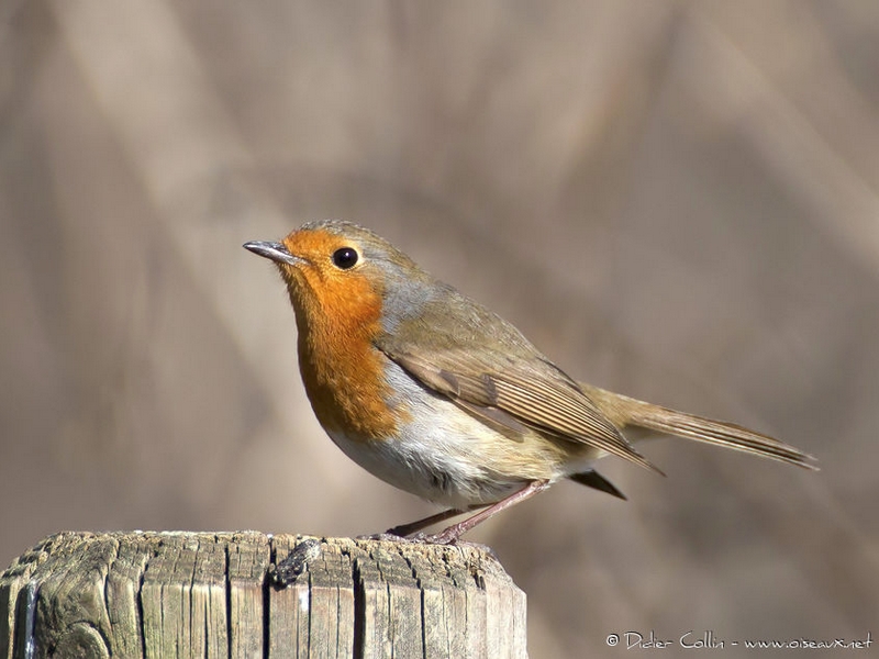 Rouge gorge familier