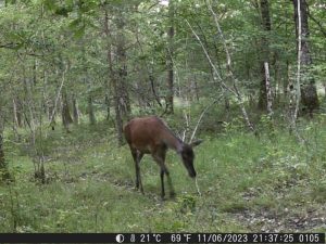 biche