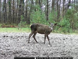 biche