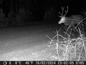 cerf