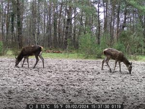 cerf (gauche) et biche (droite)