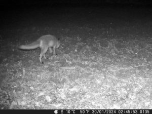 renard