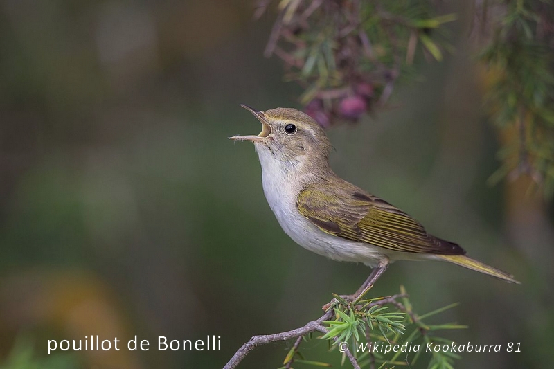 Pouillot de Bonelli