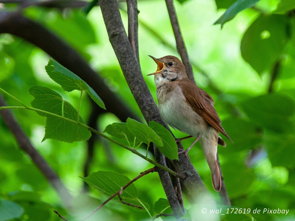 Lire la suite à propos de l’article Balade à l&rsquo;écoute des oiseaux