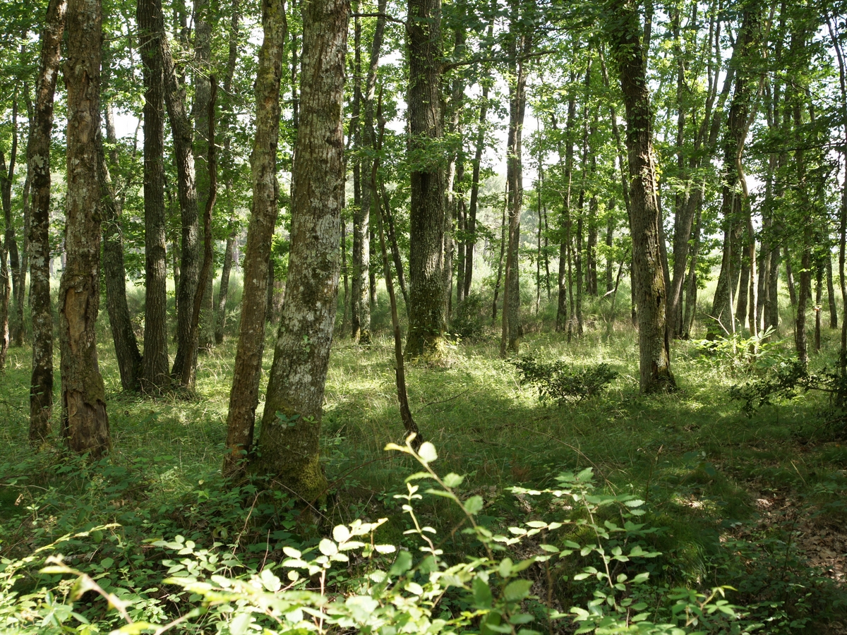 Lire la suite à propos de l’article Adhésion à la chartre Natura 2000 Sologne