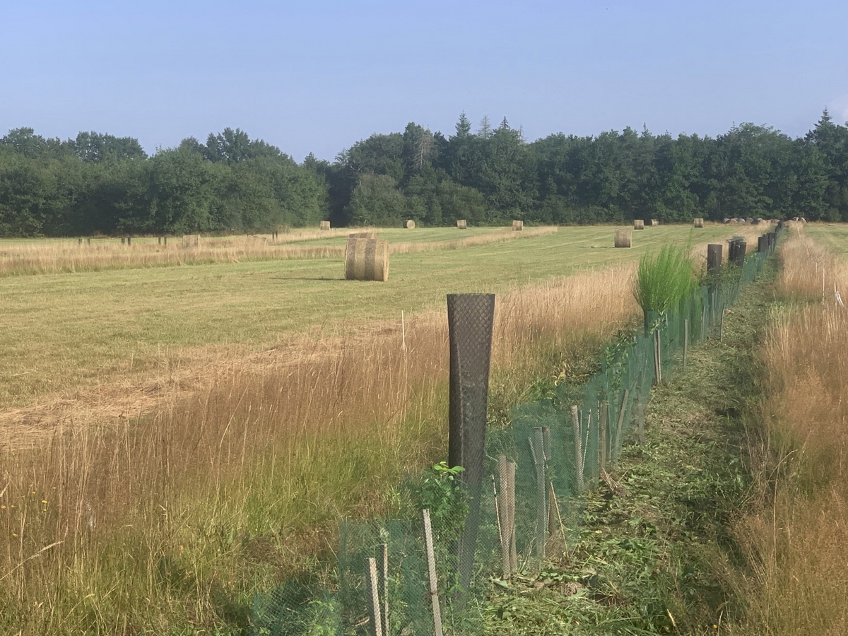 Lire la suite à propos de l’article Le projet d&rsquo;agroforesterie, un an après