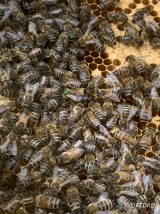 introduction de nouvelles reines (Abeille noire)