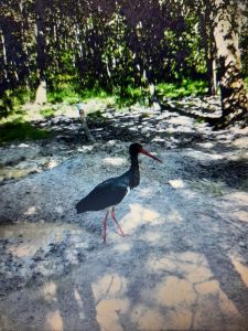 Cigogne noire