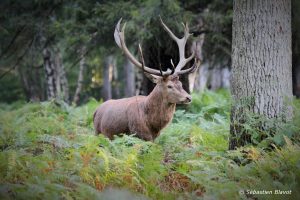 cerf
