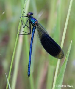 Calopteryx éclatant mâle