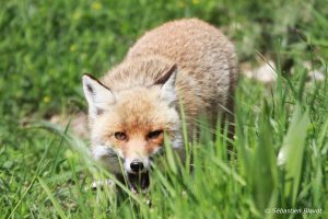 renard