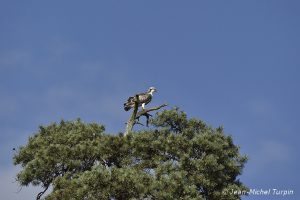 balbuzard pêcheur