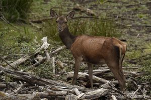 biche