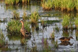 canard colvert femelle et jeune
