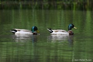 canards colvert mâles