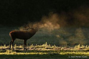 cerf bramant