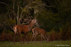 cerf bramant et biche