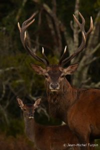 cerf et biche