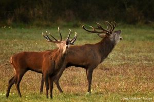cerfs bramant