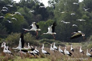 cigognes blanches