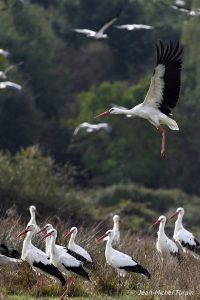 cigognes blanches