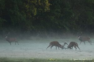 combat de cerfs
