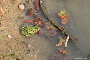grenouille verte
