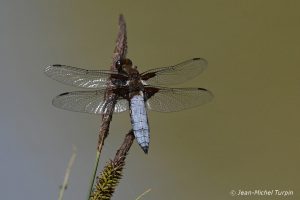 libellule déprimée mâle
