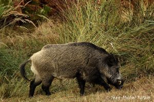 sanglier