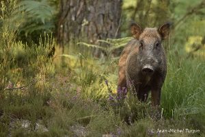 sanglier