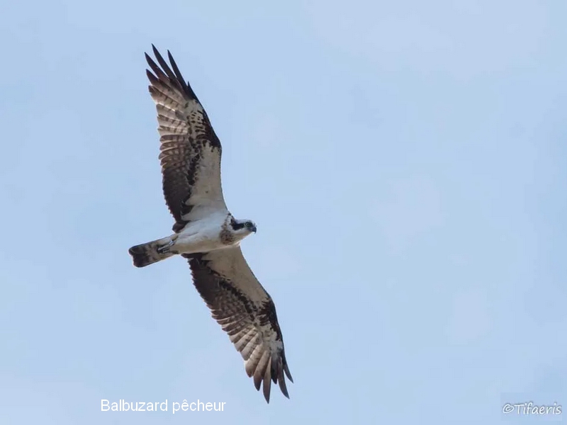 Balbuzard pêcheur