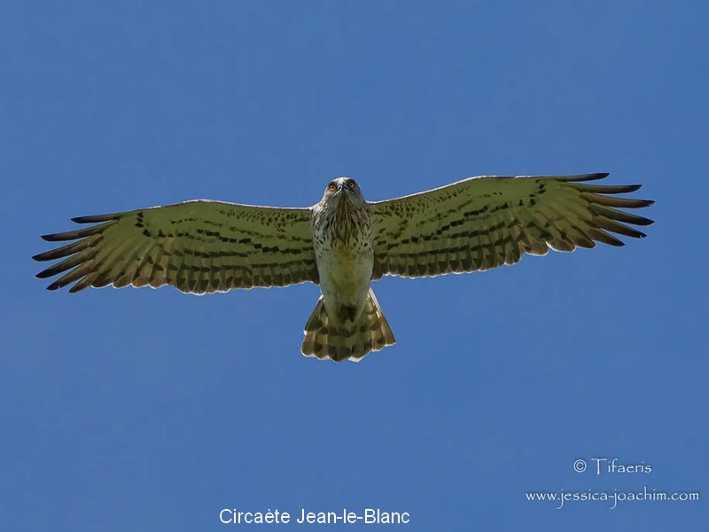 Circaète Jean-le-Blanc 1