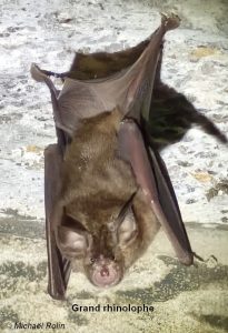 Grand rhinolophe